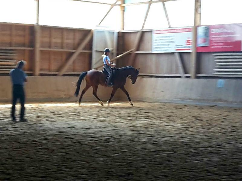 Dressurlehrgang bei Andreas Bräuning