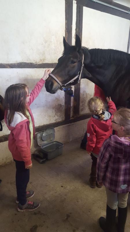 Schnupperkurs beim RFV Pfalzgrafenweiler